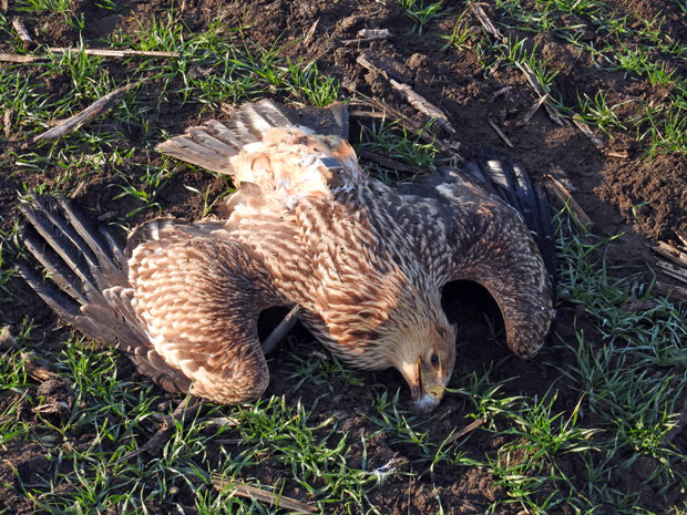 Код Апатина страдала ретка врста орла, могуће тровање (ФОТО)